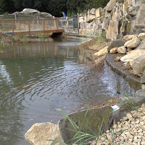 Katta-Insel, Zoo Dresden, Foto 3