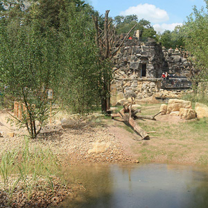 Katta-Insel, Zoo Dresden, Foto 5