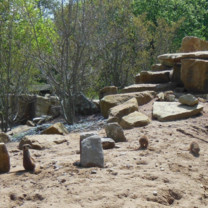 Surikatenanlage im Zoo Dresden