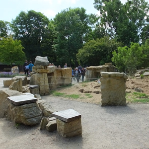 Surikatenanlage im Zoo Dresden